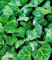 Produktbild: BALDUR Garten Zierstrauch Winterharter Efeu 'Baltica', 3 St., Nordischer Efeu, immergrün, winterhart, mehrjährig, robust