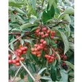 Produktbild: Malus Red Juvel Zierapfel 60–80 cm