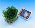 Produktbild: Nobby 71900 Katzengras