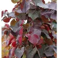 Produktbild: Hochstamm Kanadischer Judasbaum Merlot 100-125cm - Cercis canadensis