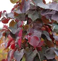 Produktbild: Hochstamm Kanadischer Judasbaum Merlot 100-125cm - Cercis canadensis - lebende Gartenpflanze aus den Baumschulen