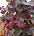 Produktbild: Hochstamm Kanadischer Judasbaum Merlot 100-125cm - Cercis canadensis