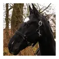 Produktbild: Pferdelinis Halfter Pferde Halfter Full, Cob, Kaltblut, Pony, verstellbare Dornschnallen, zweifach verstellbar schwarz Pony
