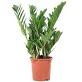 Produktbild: Glücksfeder - pflegeleichte Zimmerpflanze, Zamioculcas zamiifolia 3+ - Höhe ca. 55 cm, Topf-Ø 17 cm