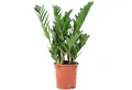 Produktbild: Flowerbox Zimmerpflanze Glücksfeder - Zamioculcas zamiifolia, pflegeleicht - Höhe ca. 55 cm, Topf-Ø 17 cm