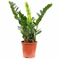 Produktbild: Glücksfeder - Zamioculcas zamiifolia 3+ - Höhe ca. 55 cm, Topf-Ø 17 cm