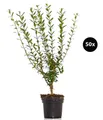 Produktbild: Dehner Hecken Liguster Atrovirens, 40 Pflanzen, für 10 Meter Hecke, 60-100 cm, wintergrüne Sichtschutz-Hecke, Blütenrispen ab Juni
