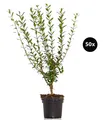 Produktbild: Hecke wintergrün Liguster Atrovirens für 10 Meter 40 x 3l Topf, Dehner