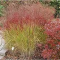 Produktbild: Rutenhirse Shenandoah - großer Topf - Panicum virgatum