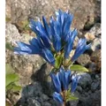 Produktbild: Japanischer Enzian - Gentiana triflora