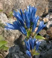 Produktbild: Japanischer Enzian - Gentiana triflora