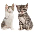 Produktbild: Katzen-Baby Fensterbild Set I Neugier I Fenster-Aufkleber I statisch haftend
