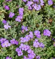Produktbild: Blaukissen Cascade Blau - Aubrieta cultorum