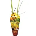 Produktbild: Exotenherz Zitronengras Cymbopogon Citratus 12cm Topf