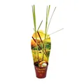 Produktbild: Exotenherz - Zitronengras, Cymbopogon citratus, 12cm Topf