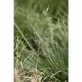 Produktbild: Deschampsia Cespitosa Tardiflora Rasen-Schmiele Ca. 9x9 cm Topf