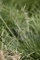 Produktbild: Pflanzen für Dich Gräser Deschampsia cesp. Tardiflora, 1 St., Rasen-Schmiele, Rasenschmiele, Moor-Schmiele, Rasen-Schillergras, spätblühend, ziergras