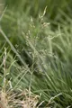 Produktbild: Deschampsia cespitosa 'Tardiflora', Rasen-Schmiele, ca. 9x9 cm Topf