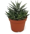 Produktbild: Haworthia fasciata - Zebra-Haworthie - im 10,5cm Topf