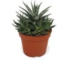 Produktbild: Exotenherz Haworthia Fasciata Zebra-Haworthie im 10,5cm Topf