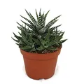 Produktbild: Exotenherz Haworthia fasciata - Zebra-Haworthie - im 10,5cm Topf