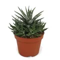 Produktbild: Exotenherz - Haworthia fasciata - Zebra-Haworthie - im 10,5cm Topf