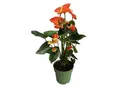 Produktbild: Plant in a Box - Flamingoblume - Anthurium 'Madural Orange' - Höhe 55-70cm - ø17cm