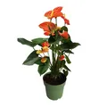 Produktbild: Flamingoblume Anthurium 'Madural Orange' 55cm Blühende Zimmerpflanze