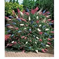 Produktbild: BALDUR Garten 1x dreifarbiger Schmetterlingsstrauch Papillion Tricolor, Pflanze im 12 cm-Topf, Buddleja davidii, Buddleia Schmetterlingsflieder, So...