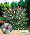 Produktbild: BALDUR Garten Zierstrauch Sommer-Flieder 'Papillion Tricolor', 1 St., Buddleja:hybride, duftend, bienenfreundlich, winterhart