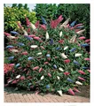 Produktbild: Sommerflieder 'Papillion Tricolor', 1 Pflanze Buddleja davidii,