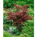 Produktbild: Acer Palmatum Atropurpureum Japanischer Ahorn Rotlaubig 80–100 cm