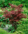 Produktbild: Acer palmatum 'Atropurpureum', Japanischer Ahorn, rotlaubig, 80–100 cm
