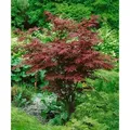 Produktbild: Pflanzen-für-dich.de - Acer Palmatum 'atropurpureum' C 7,5 80- 100