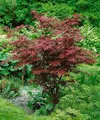 Produktbild: Acer palmatum 'Atropurpureum' 80–100 cm – Winterhart, Mehrjährig, Pflegeleicht – Roter Fächerahorn – Ziergehölz für Garten & Kübel
