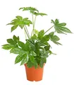 Produktbild: Dehner Zimmeraralie, Fatsia japonica, Zimmerpflanze mit ledrigen, mehrlappigen Blättern, 50-60 cm inkl. Pflanztopf, Ø Topf 17 cm