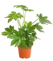 Produktbild: Dehner Zimmerpflanze Zimmeraralie, Fatsia japonica, mit ledrigen, mehrlappigen Blättern, pflegeleichte Zierpflanze, ideal für Pflanzenanfänger