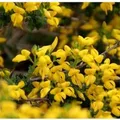 Produktbild: Englischer Ginster 30-40cm - Genista anglica
