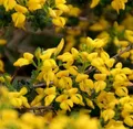 Produktbild: Englischer Ginster 30-40cm - Genista anglica