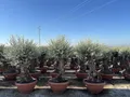 Produktbild: Sunny Tree - Olivenbaum Im Dekotopf - Olea Europaea - Winterharte Olvenbaum Bonsai 200 cm - 90 Jahre alter Olivenbaum - Fruchttragend