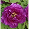 Produktbild: Strauchpfingstrose Hana Daijin - Paeonia suffruticosa