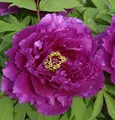 Produktbild: Strauchpfingstrose Hana Daijin - Paeonia suffruticosa - lebende Gartenpflanze aus den Baumschulen