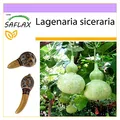 Produktbild: SAFLAX - Afrikanische Riesenkalebasse - 15 Samen - Lagenaria siceraria