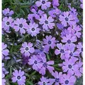 Produktbild: Teppich Phlox Purple Beauty - Phlox subulata