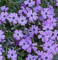 Produktbild: Teppich Phlox Purple Beauty - Phlox subulata