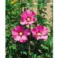 Produktbild: Hibiscus Syriacus Gartenhibiskus Maike 40-50 cm