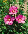 Produktbild: Pflanzen für Dich Gehölze Hibiscus syriacus Maike, 1 St., Garteneibisch, Straucheibisch