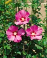Produktbild: Hibiscus syriacus 'Maike', Roseneibisch, rosa Blüten, 40–50 cm