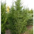 Produktbild: Blaureif Wacholder 50-60cm - Juniperus virginiana