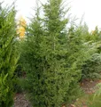 Produktbild: Blaureif Wacholder 50-60cm - Juniperus virginiana